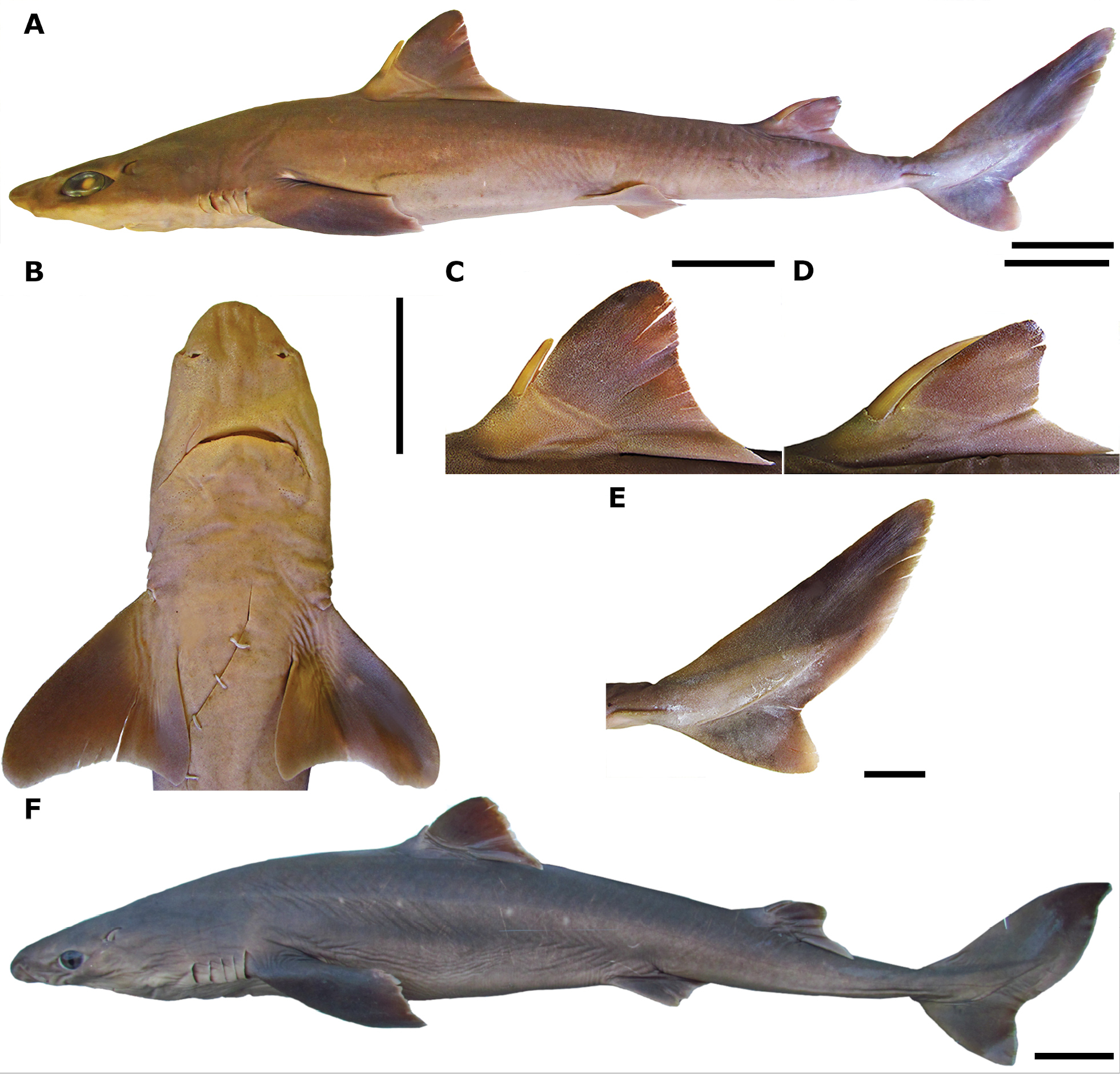 <p>=dogfish sharks</p><ul><li><p>fusiform body</p></li><li><p>placoid scales</p></li><li><p>heterocercal tail</p></li><li><p>gill slits behind head</p></li></ul><p></p>