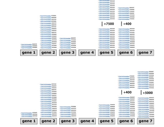 <ul><li><p>Sample 1 (Control): Gene 5 = highly expressed. Gene 7 = not expressed.</p></li><li><p>Sample 2 (Drug-treated): Gene 5 = repressed. Gene 7 = induced.</p></li><li><p>Other genes → unaffected by drug.</p></li><li><p>The drug treatment represses gene 5, while it induces gene 7 (all other genes remain unaffected). </p></li></ul><p></p>
