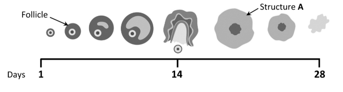 <p>What name is given to structure A?</p>