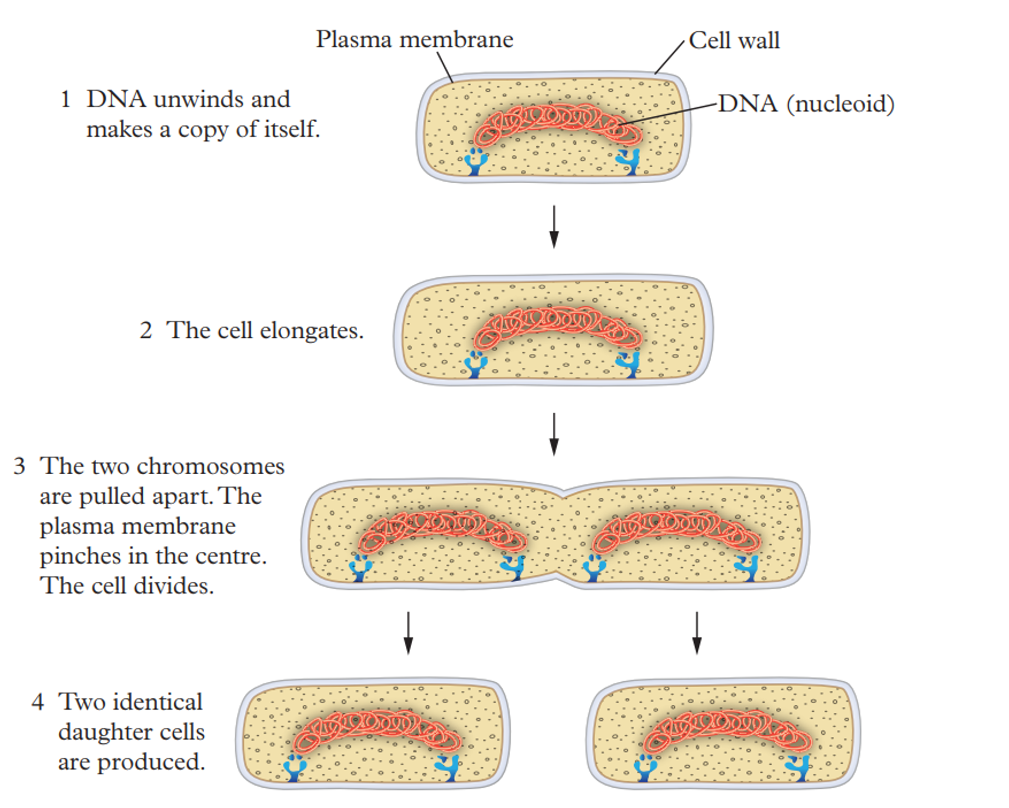 <p>A form of asexual reproduction in which the parent cells splits into two equal sized daughter cells</p>