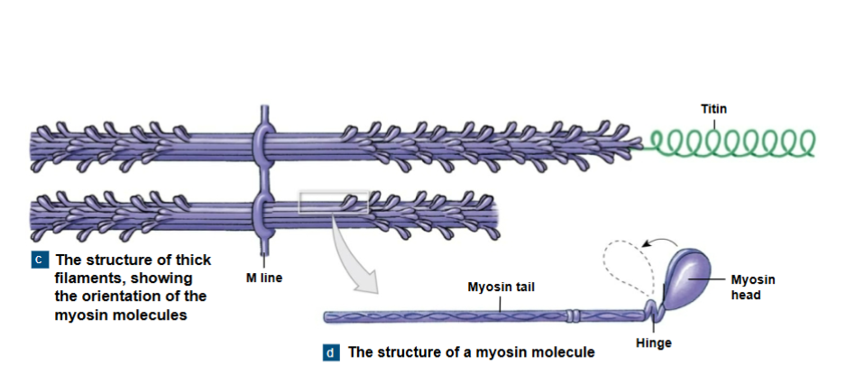 <p><strong>The myosin molecule</strong></p><p>The tail: </p><p>-binds to other myosin molecules </p><p>The head: </p><p>-made of two globular protein subunits</p><p>-reaches the nearest thin filament</p>