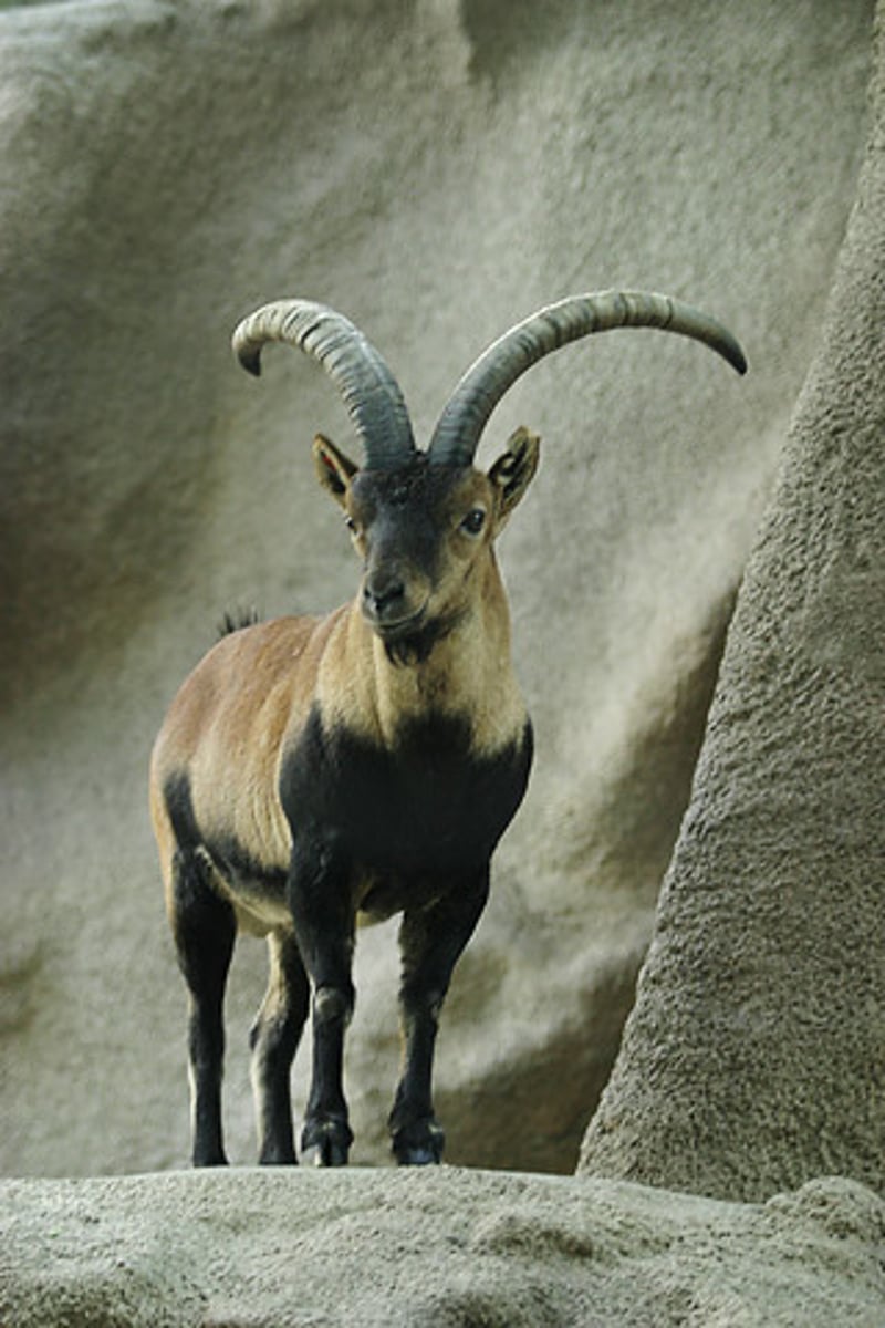 <p>wild goat</p>