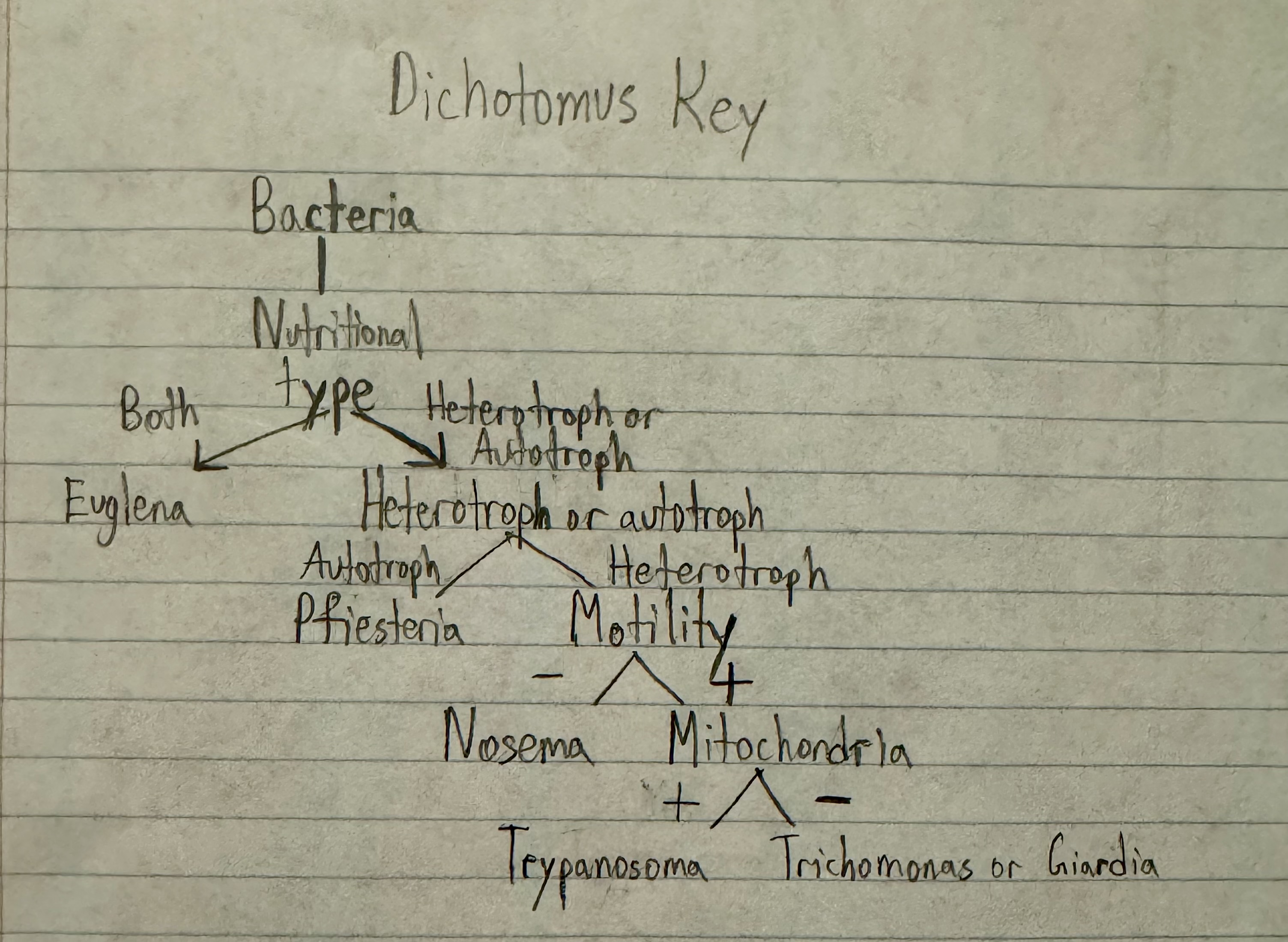 <ol><li><p>view image</p></li><li><p>euglena? (some species secrete toxins harmful to humans), giardia, pfiesteria, trichomonas, trypanosoma</p></li><li><p>idk, yes because the cladogram shows degree of relatedness while the dichotomus key doesn’t, dichotomus key more useful for identification? and cladogram more useful for classification?</p></li></ol><p></p>