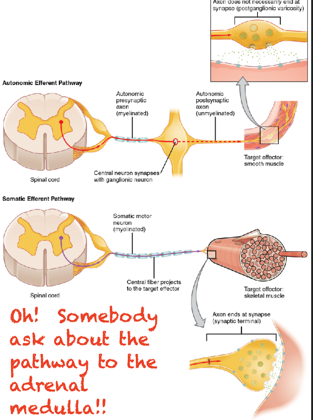 <p>Motor pathways </p>