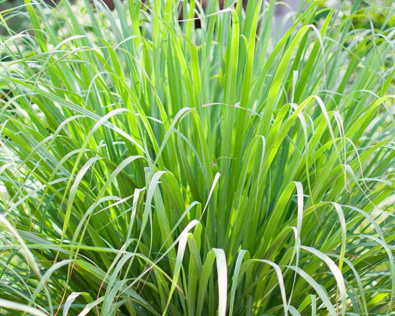 <p>Lemongrass (herb)</p>