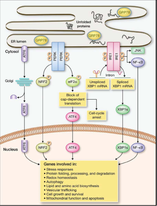 <ol><li><p>They become bound to GRP78</p></li><li><p>ER stress sensors are activated (ATF6, PERK and IRE1), inducing a signaling cascade called UPR</p></li><li><p>UPR down-regulates translation, and activates transcription factors that regulate genes promoting ER homeostasis </p></li><li><p>During prolonged UPR, apoptosis (cell death) inducing genes are up-regulated</p></li></ol>