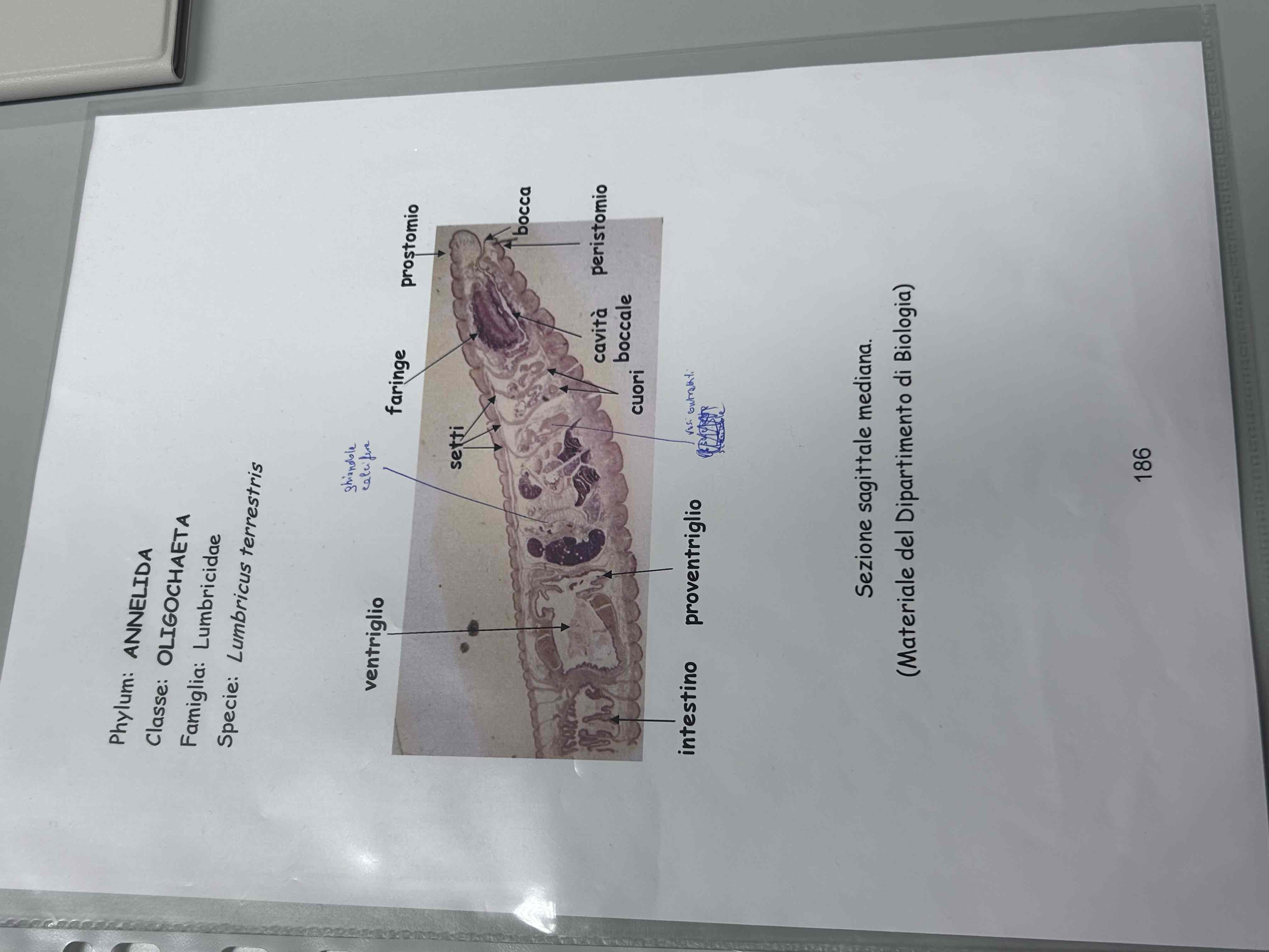 <p>Anellidi</p><p>Clitellati</p><p>Oligocheti </p><p>Lumbricus terrestris (sezione sagittale mediana)</p>