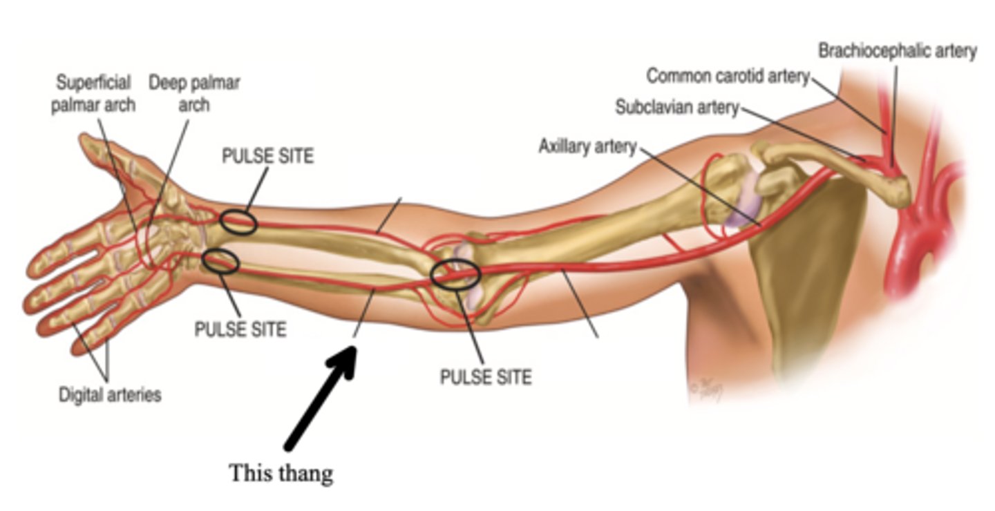 <p>One of the two arteries that supply the hand with blood; can be palpated medial to the ulna and is usually deeper</p>