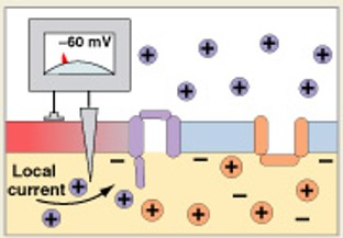 <p>Which step of generation is:</p><ul><li><p>Depolarization to threshold - membrane reaches threshold</p></li></ul><p></p>