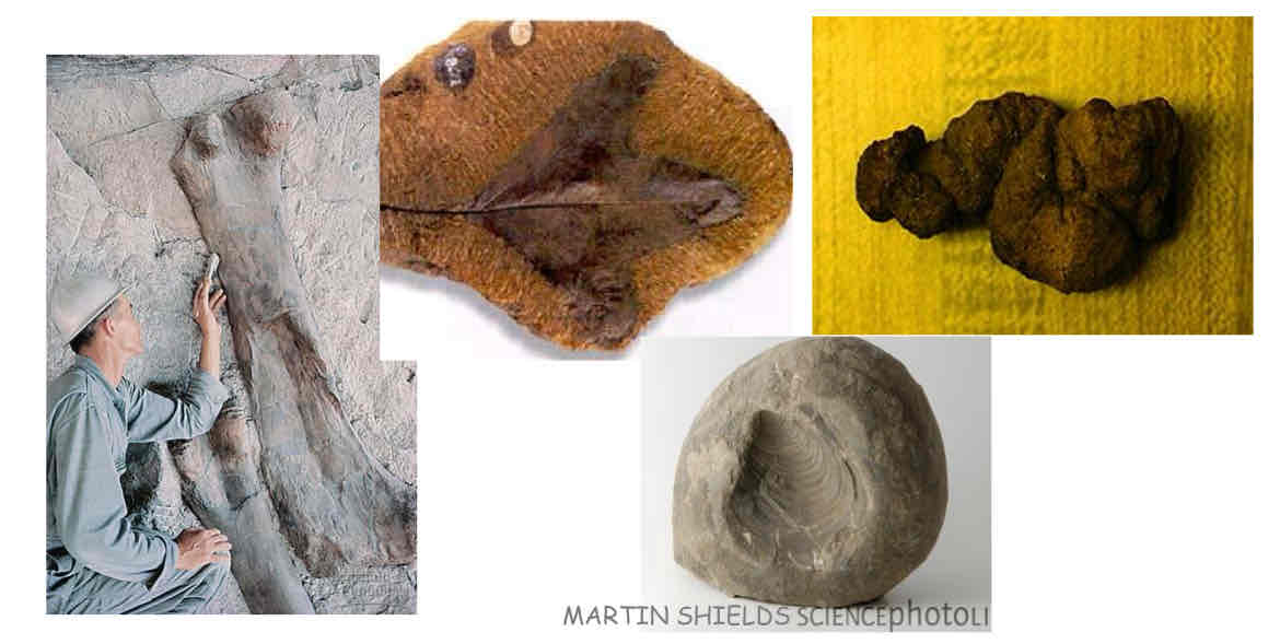 <p>The Fossil Record</p>