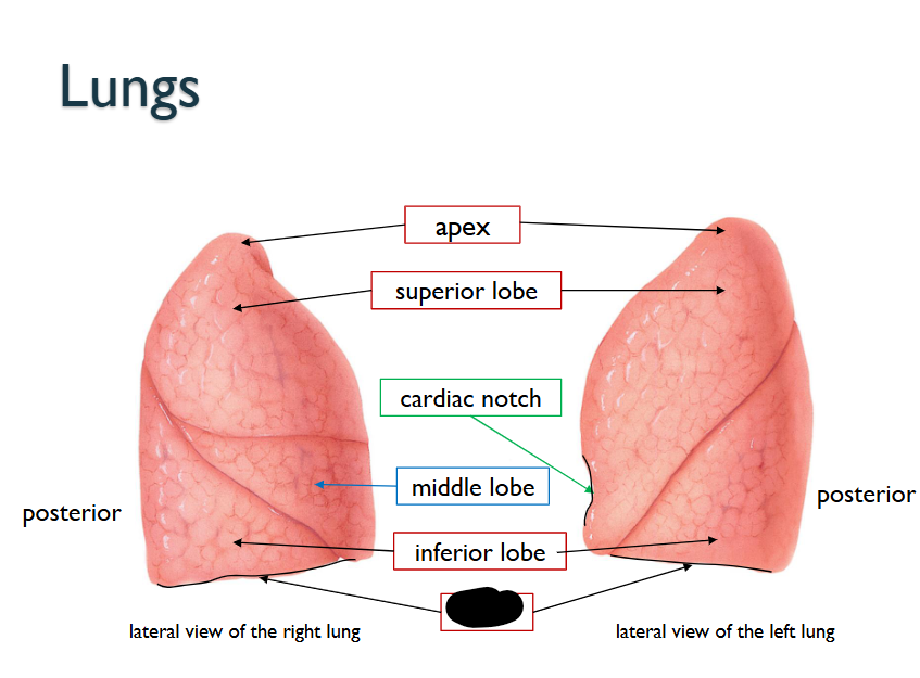 <p>What structure is this within the <strong>Lungs?</strong></p>