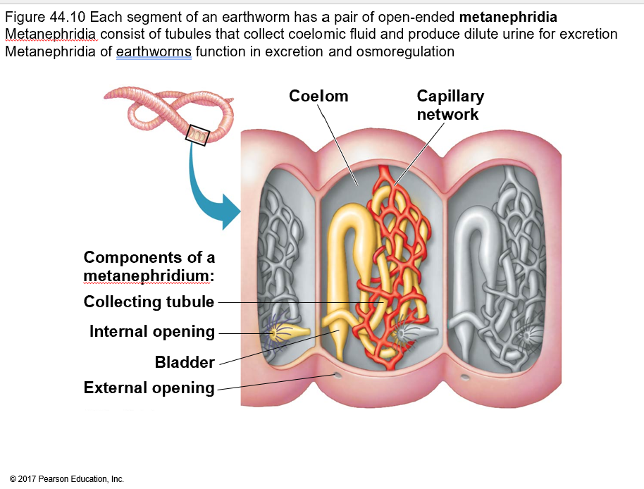 <p>What are metanephridia and where are they found?<br></p>