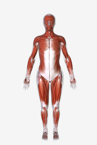 <p>Key Structures- Skeletal muscle, Cardiac muscle,and smooth muscle</p><p>Functions- Moves the body and moves substances around the body;maintain posture;produce heat.</p>