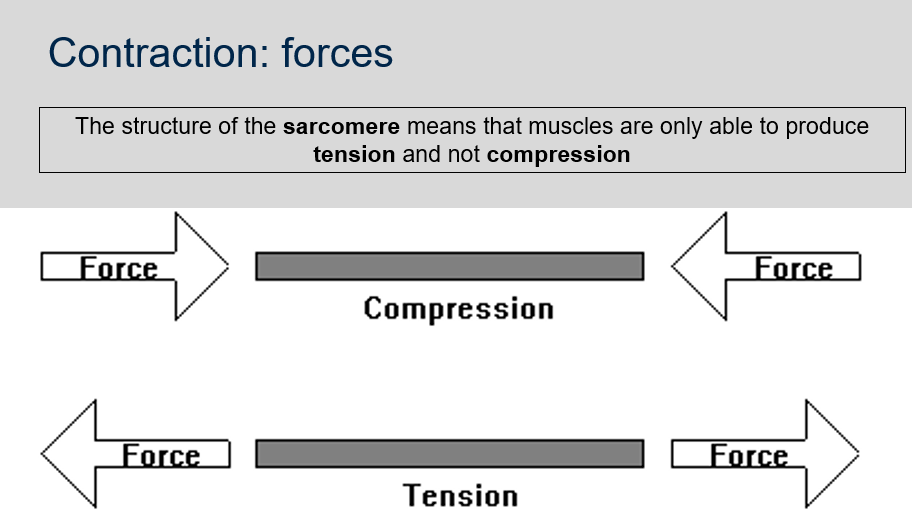 <p>The structure of the sarcomere, the basic unit of muscle contraction, is such that it can only produce tension and not compression. The sarcomere consists of two types of protein filaments: actin and myosin. During muscle contraction, the myosin filaments pull the actin filaments towards the center of the sarcomere, shortening the sarcomere and producing tension. However, the sarcomere is not designed to push the actin filaments back to their original position, which would be necessary for the muscle to produce compression. Therefore, muscles are limited to producing tension only.</p>
