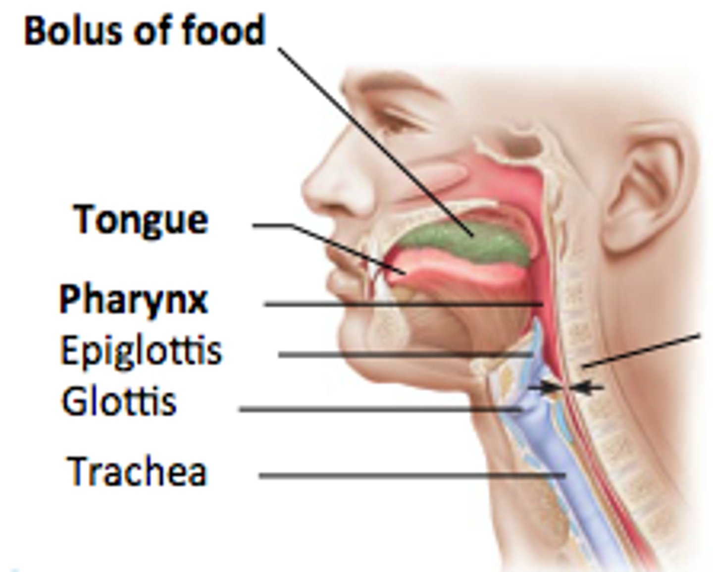 <p>Tongue collects food compacts it and pushes it back to the oropharynx</p>