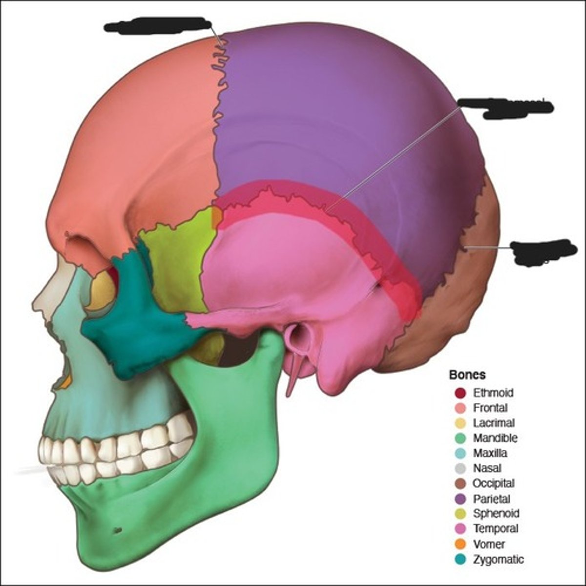 <p>Squamous suture</p>