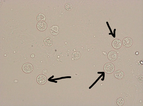 <p>What do you see in this image?</p>