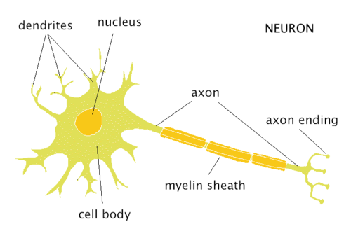 receiving end of the neuron