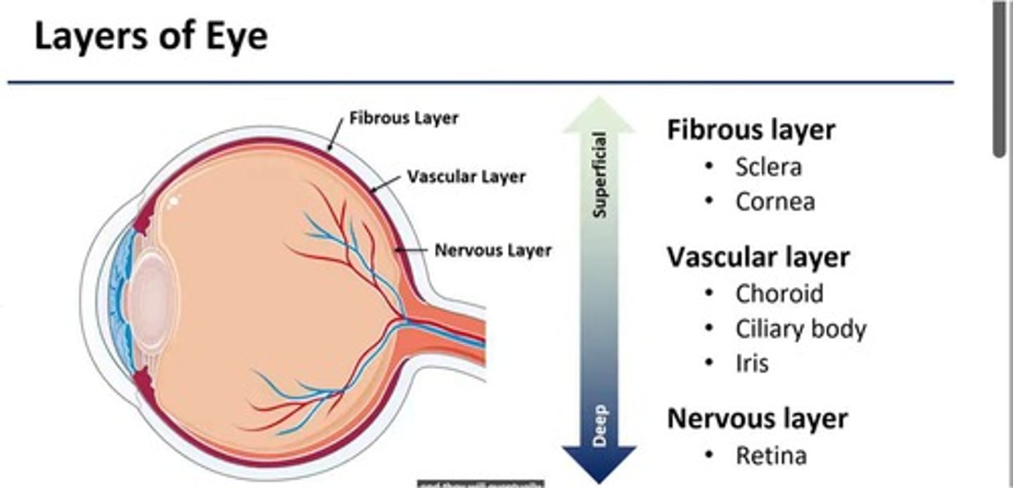 <p>The outer layer of the eye that includes the sclera and cornea.</p>