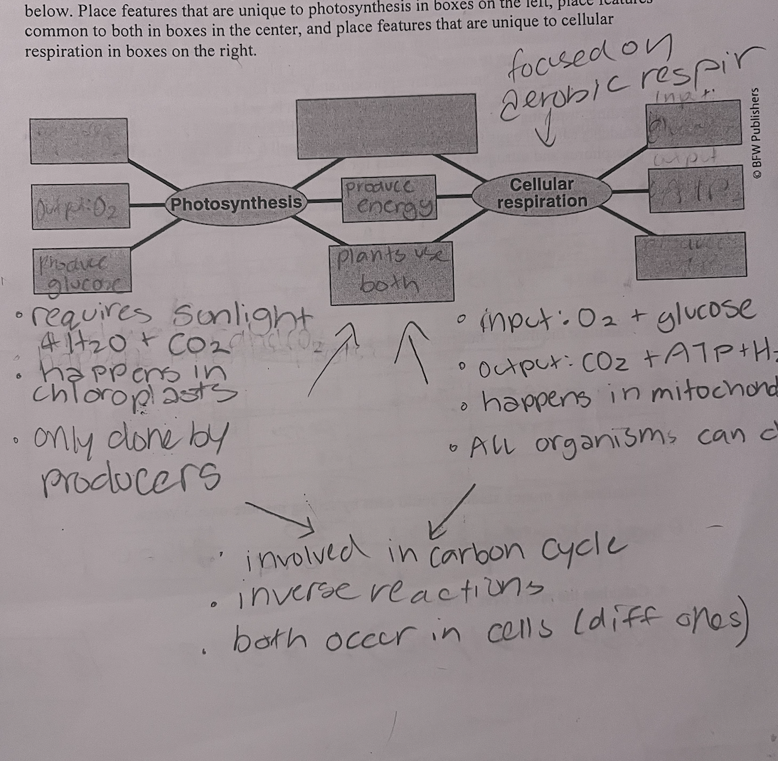<ul><li><p>cellular respiration that is PHOTOSYNTHESIS BACKAWARDS</p></li><li><p>glucose without oxygen → energy (less efficient) </p></li></ul><p></p>