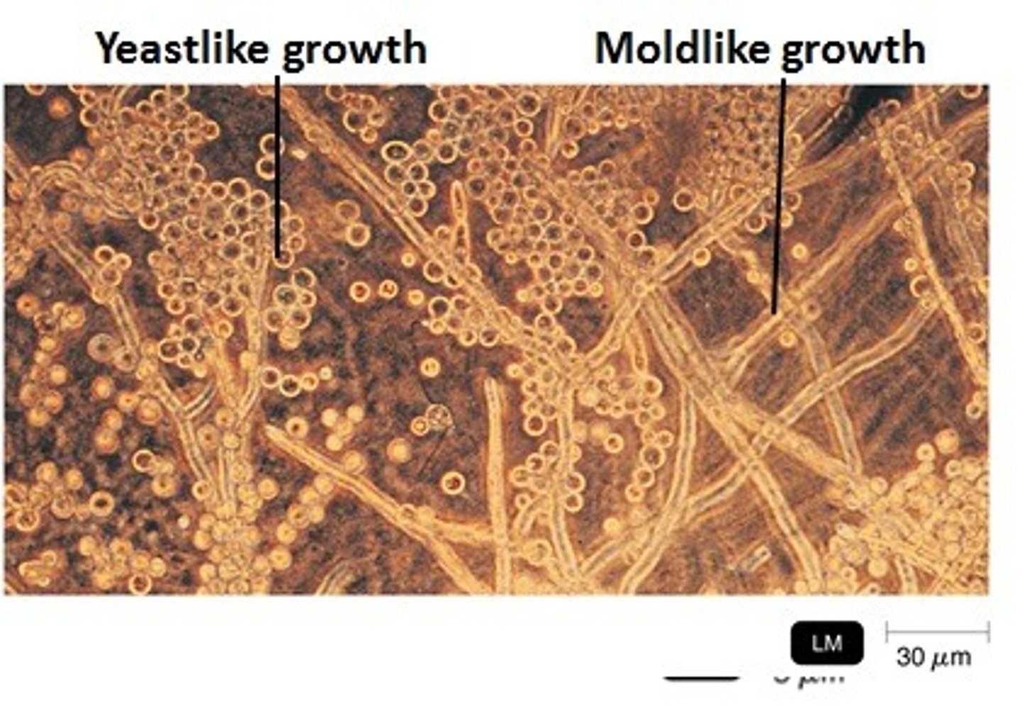 <p>Fungi that can exist in two forms</p><p>- Sporothrix schenkii</p><p>- Histoplasma capsulatum</p><p>- Coccidioides immitis</p>