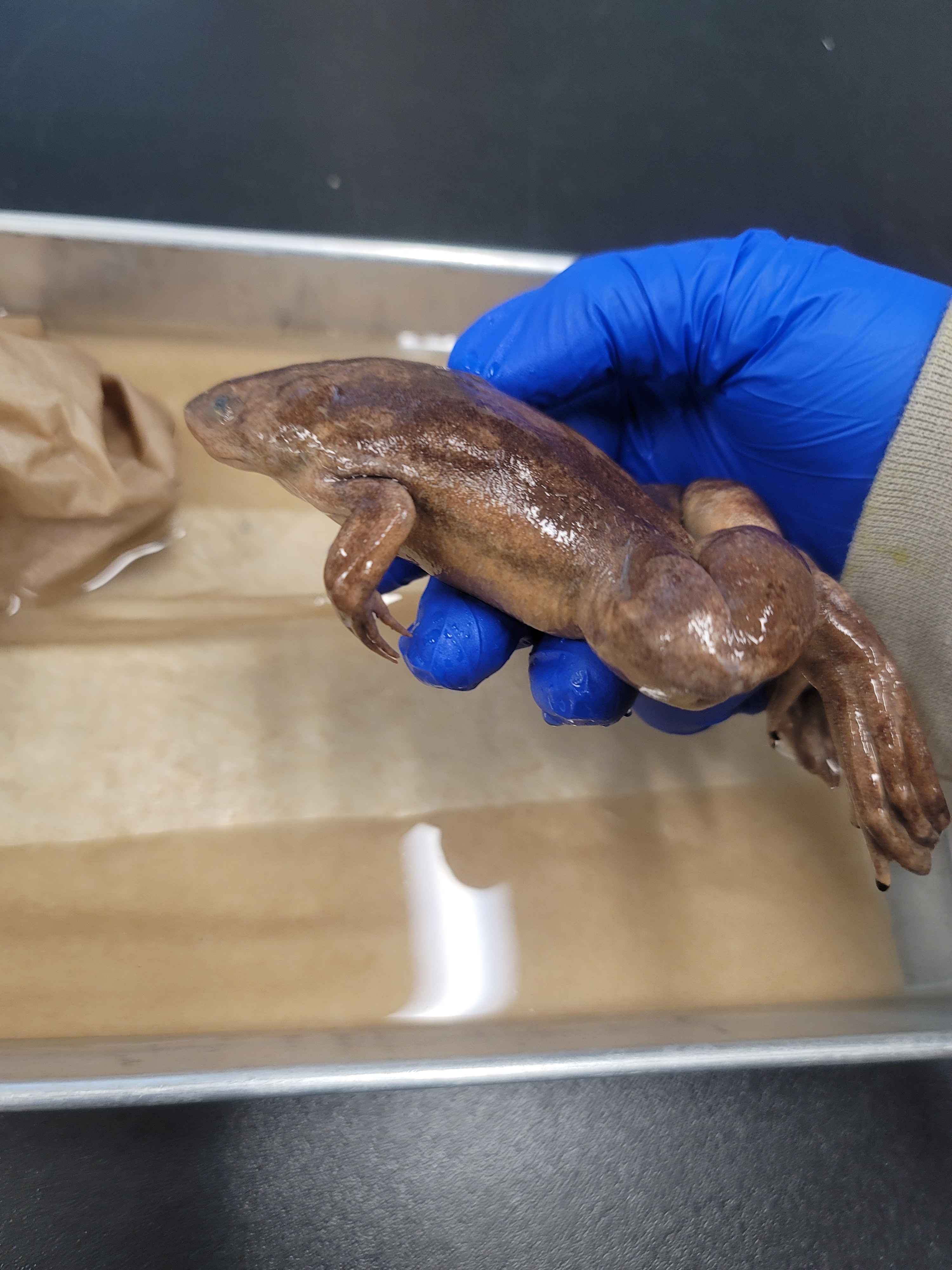 <p>Xenopus laevis</p>