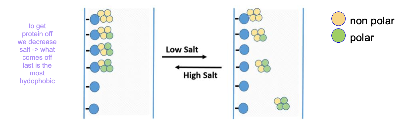 <p>Commonly a C18 column (carbon chain attached to silica). A protein w/ exposed hydrophobic groups will bind to hydrophobic column.<strong> Elution with increasing hydrophobicity</strong></p><p>✦<strong> high [salt]</strong>: H₂O solvates salt leaving protein’s phobic areas exposed → <strong>stronger interactions </strong></p><p>✦ protein eluted when [salt] decreases (resolvates protein)</p>