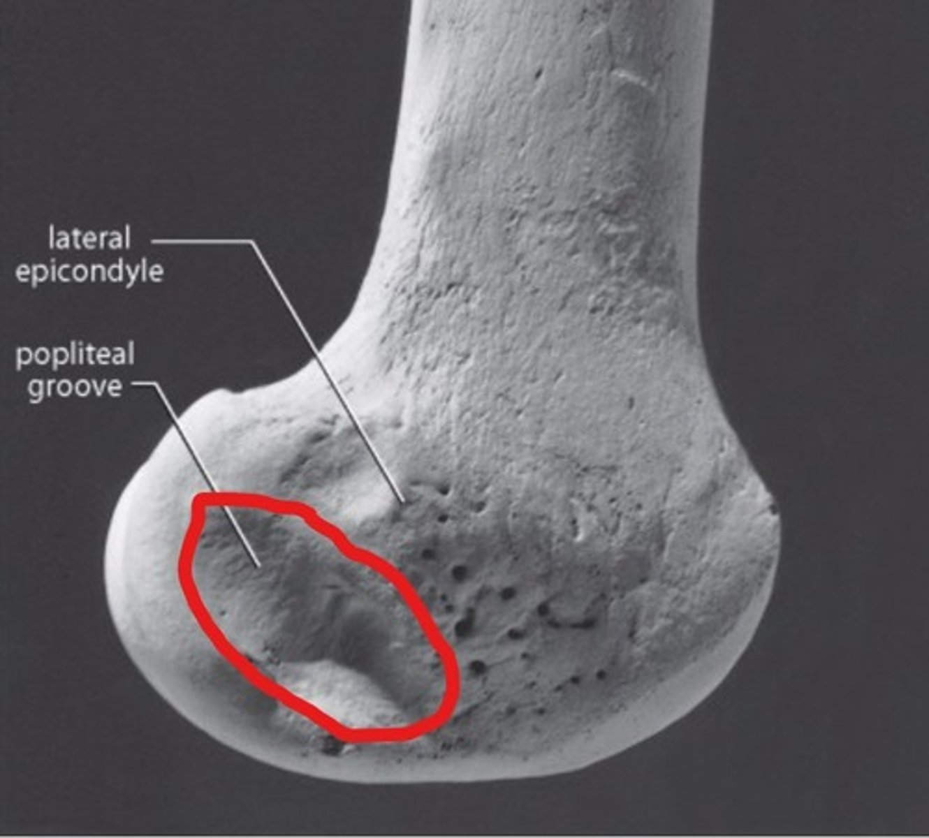 <p>smooth hollow on the posterolateral side of the lateral condyle of FEMUR</p>