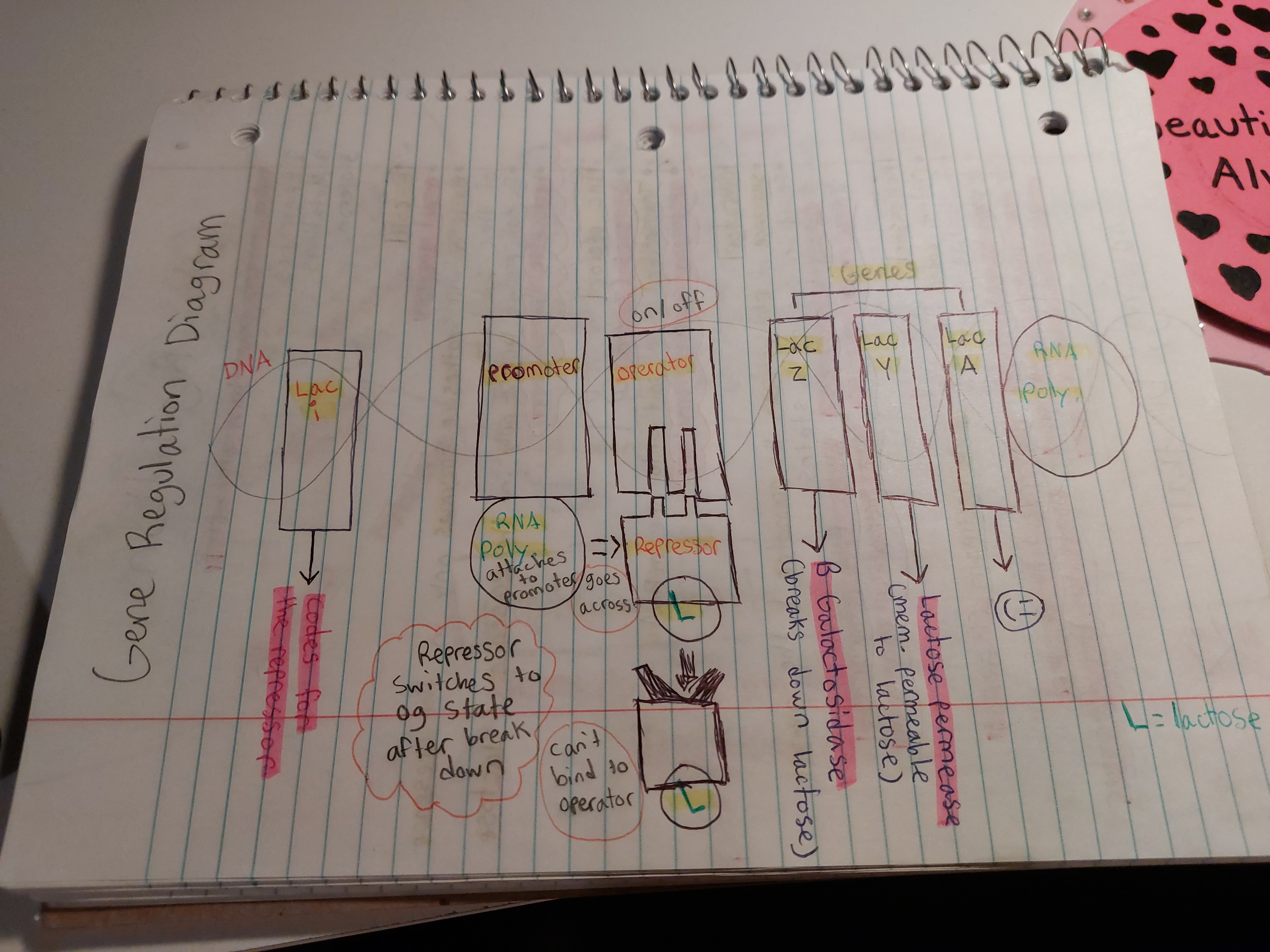 knowt flashcard image