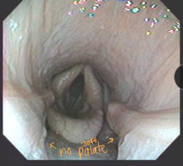 <p><span>Pharynx &amp; Larynx Developmental Conditions in Horses</span></p>