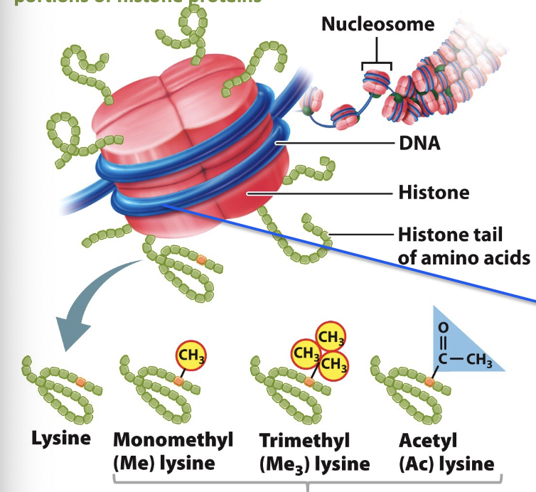 <p>protrudes from the nucleosome and undergo post-translational modification, which controls what happens to that DNA</p><ul><li><p>poorly structured “floppy” N-terminal portions of histone proteins</p></li><li><p>DNA near them is regulated by them</p></li></ul><p></p>