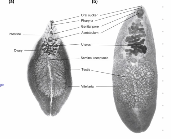 <p>Fasciola hepatica - Trematode, worldwide</p><p>Order: Eccinostomidae</p><p>Fam: Fasciolidae</p><p>Common liver fluke</p><img src="https://knowt-user-attachments.s3.amazonaws.com/b170eb6b-bcb3-4cc9-9f4d-cfadbd4ae859.png" data-width="100%" data-align="center"><img src="https://knowt-user-attachments.s3.amazonaws.com/2739f85b-a3e5-4972-bdb0-1dd4042e8b3f.png" data-width="100%" data-align="center"><p></p>