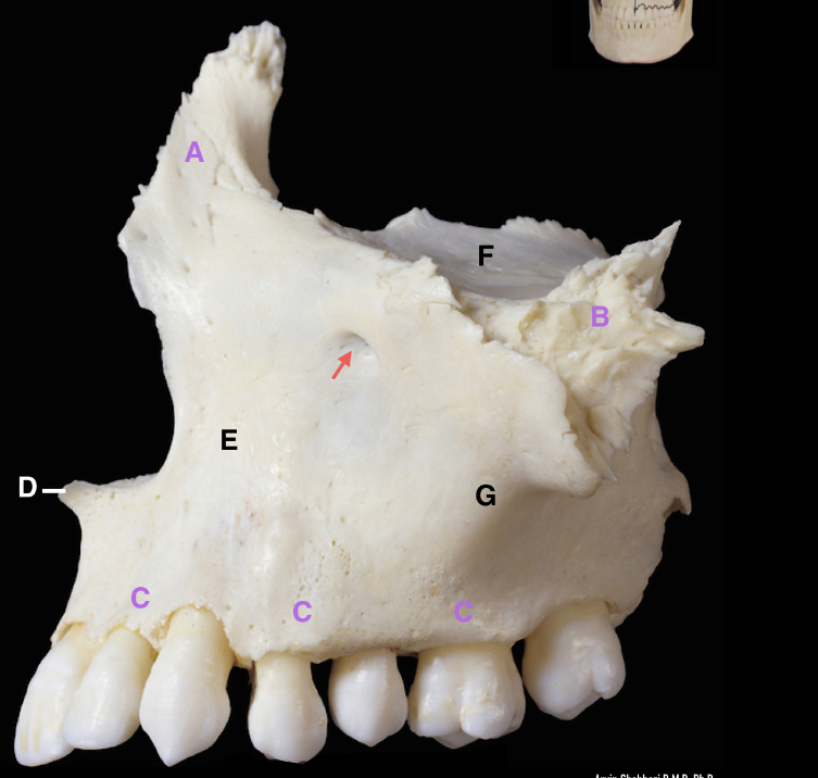 <p>label the parts including the arrow </p>