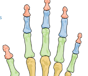 <p><span>blue green red</span></p>