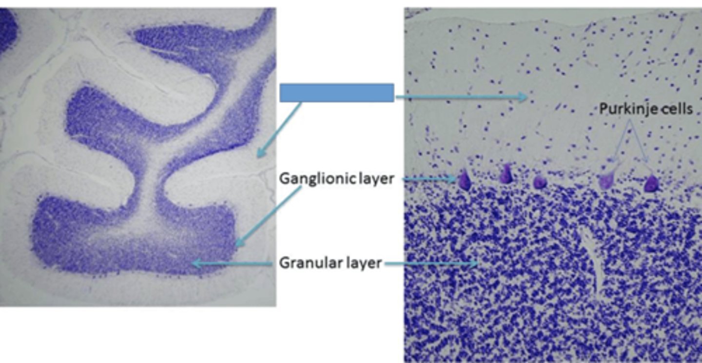 <p>Identify the layer of the cerebellum</p>