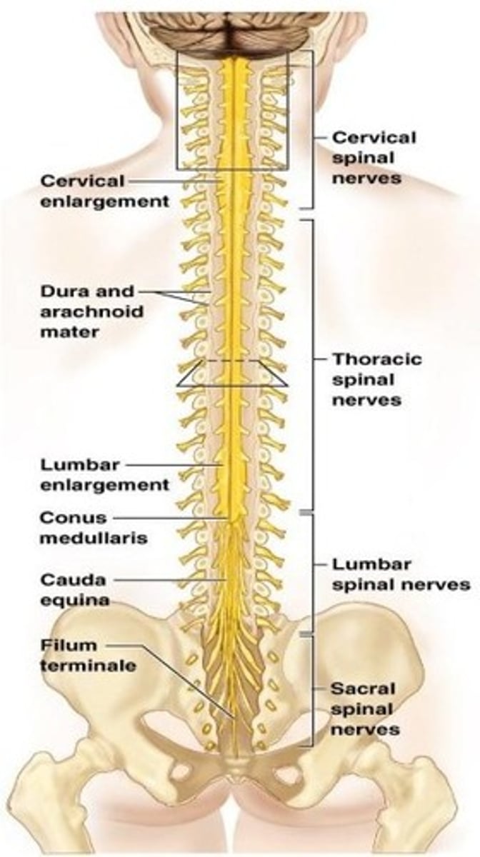 <p>a. Cervical enlargement - Contains extra neurons to supply the upper limbs.</p><p>b. Lumbar enlargement - Contains extra neurons to supply the lower limbs.</p><p>c. Conus medullaris - Marks the end of the actual spinal cord.</p><p>d. Cauda equina - Nerves continue to travel downward to exit at their respective vertebral levels to innervate lower limbs and pelvic organs.</p><p>e. Filum terminal - Anchors the spinal cord to the coccyx, providing longitudinal stability.</p><p>f. White matter - Conducts sensory information to the brain and motor information from the brain.</p><p>g. Grey matter - Neuronal cell bodies, dendrites, and unmyelinated axons. Processes incoming sensory information and outgoing motor commands.</p>