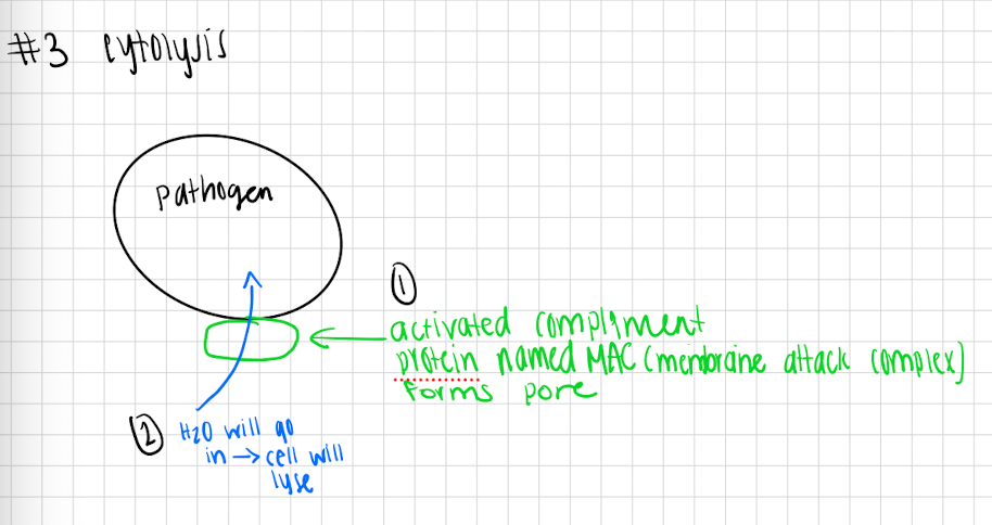 <p>Cytolysis </p>