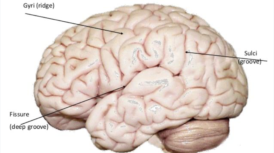 <p>gyrus: ridges on brain surface </p><p>sulcus: grooves between gyri </p><p>fissures: deep sulci between gyri</p><p></p>