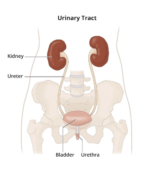 <p>Genitourinary tract</p>