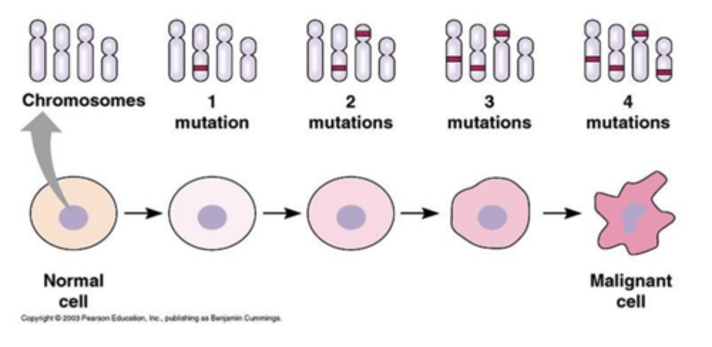<p>3-20 mutations are required to cause enough change to a cell to cause a cancer cell to develop.</p>