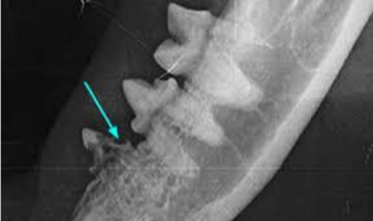 <p>what type of tooth is the arrow pointing at</p>