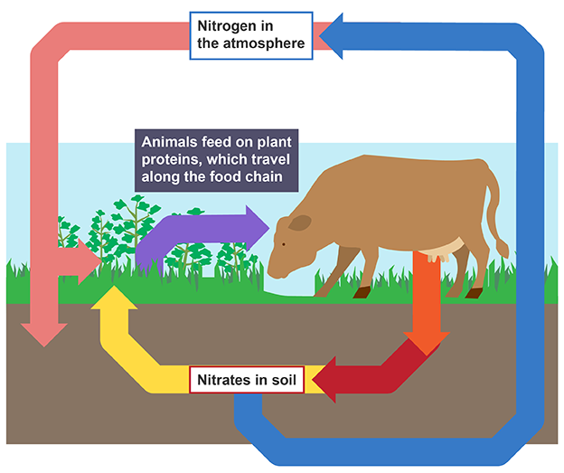 <ul><li><p>Nitrogen fixation</p></li><li><p>Feeding</p></li><li><p>Decomposition</p></li><li><p>Nitrification</p></li><li><p>Denitrification</p></li></ul><p></p>