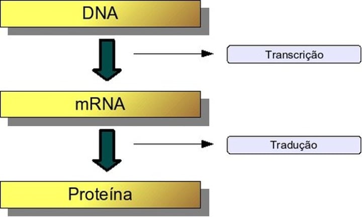 <p>c)Transcrição</p><p>Durante a Transcrição a seqûencia de nucleótidos do DNA determina a sequência de nucleótidos do RNAm</p>