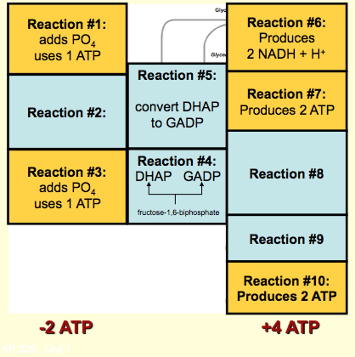 <p>1 3-Carbon sugars to 3 3-Carbon sugar</p>