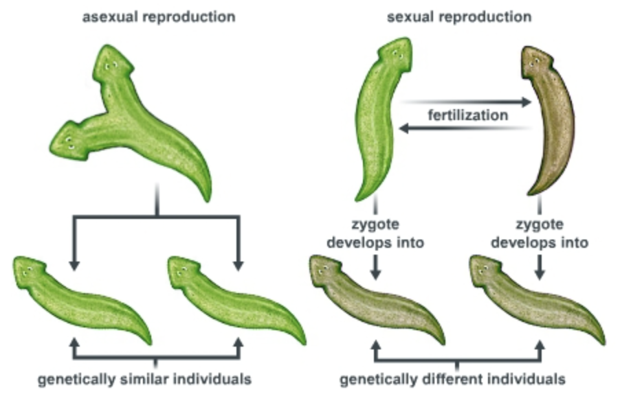 <p>two types:</p><ol><li><p>Asexual&nbsp;</p></li></ol><p>via fission with high capacity of regeneration</p><ol start="2"><li><p>Sexual</p></li></ol><p>hermaphrodites with cross-fertilization capacity</p>