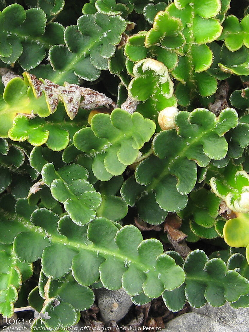 <p>Tem rizoma curto, folhas em tufo apical, lâmina penatipartida página inferir densamente ramentosa (com ramentos).</p>
