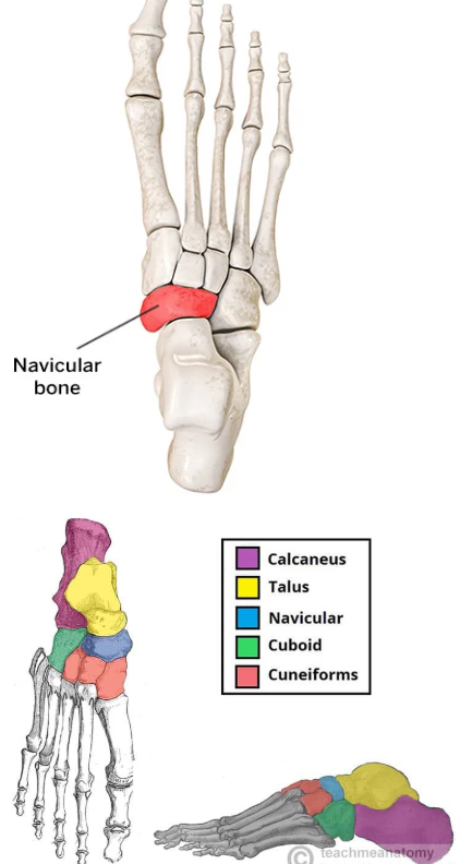 <ul><li><p><span style="background-color: transparent;">Right in front of the talus</span></p></li></ul><p></p>