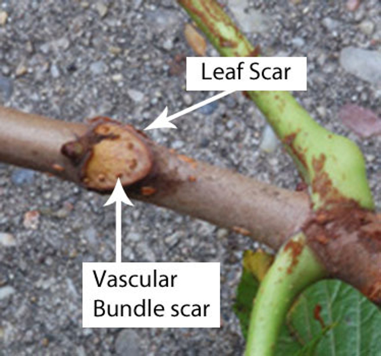 <p>Marks within leaf scars.</p>