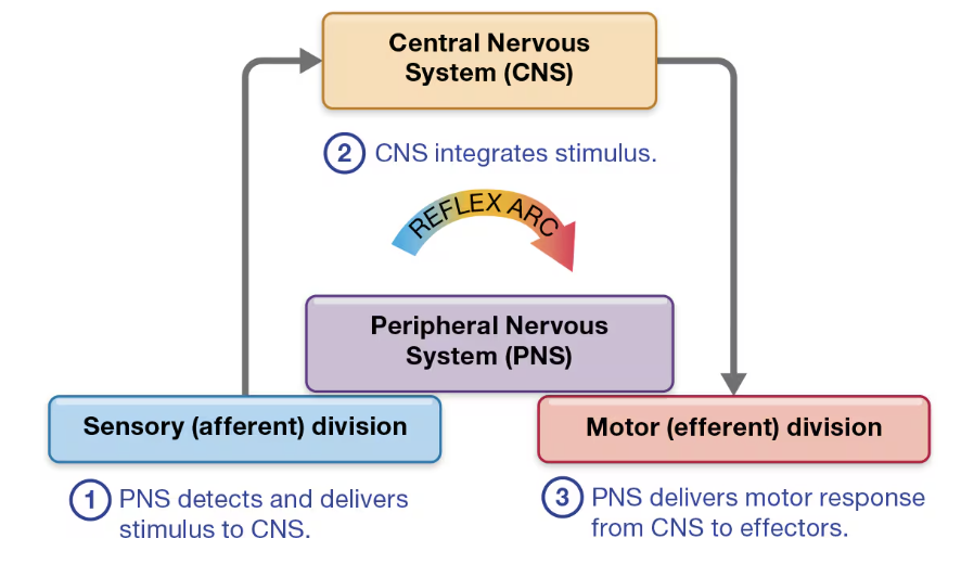 <ol><li><p><span style="font-family: &quot;Times New Roman&quot;, serif">Receptor - PNS detects</span></p></li><li><p><span style="font-family: &quot;Times New Roman&quot;, serif">Sensory Neuron - delivers stimulus to CNS</span></p></li><li><p><span style="font-family: &quot;Times New Roman&quot;, serif">Integration - CNS integrates stimulus</span></p></li><li><p><span style="font-family: &quot;Times New Roman&quot;, serif">Motor Neuron - PNS delivers motor response from CNS to effectors</span></p></li><li><p><span style="font-family: &quot;Times New Roman&quot;, serif">Effector - carries out response</span></p></li></ol><p></p>