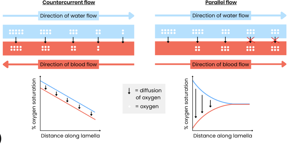 <ol><li><p>Blood and water flow in opposite directions through/ over lamellae. </p></li><li><p>So oxygen concentration always higher in water (than blood near). </p></li><li><p>So maintains a concentration gradient of O<sub>2</sub> between water and blood. </p></li><li><p>For diffusion along whole length of lamellae. </p></li></ol><p></p><p>→ If the flow was parallel (rather than counter current), equilibrium would be reached so oxygen wouldn’t diffuse into blood along the whole gill plate. </p><p></p>